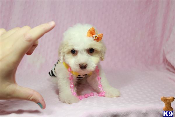 lvpuppyheaven Picture 1